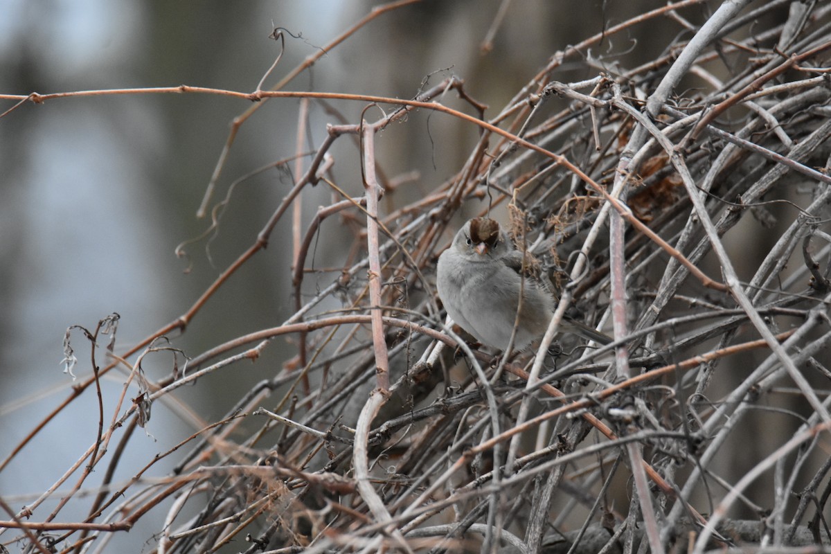 White-crowned Sparrow - Sheri Lewis