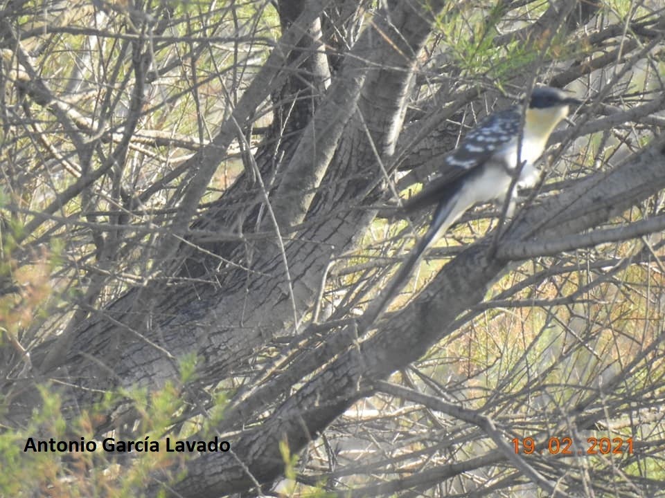 Great Spotted Cuckoo - ML312678291