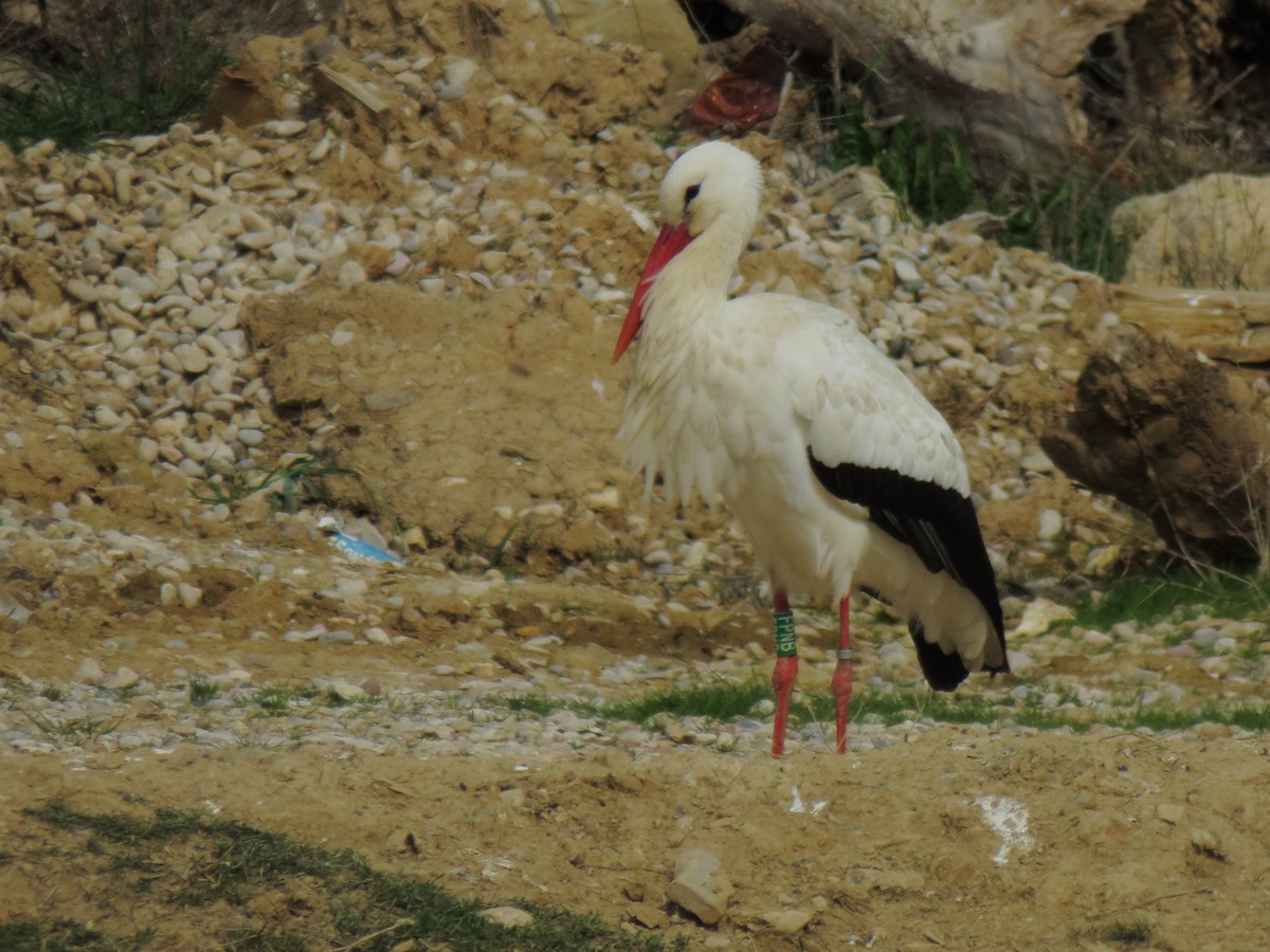 White Stork - ML312682661