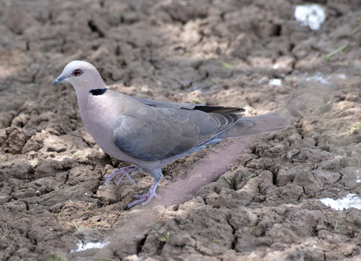 Red-eyed Dove - ML312687391