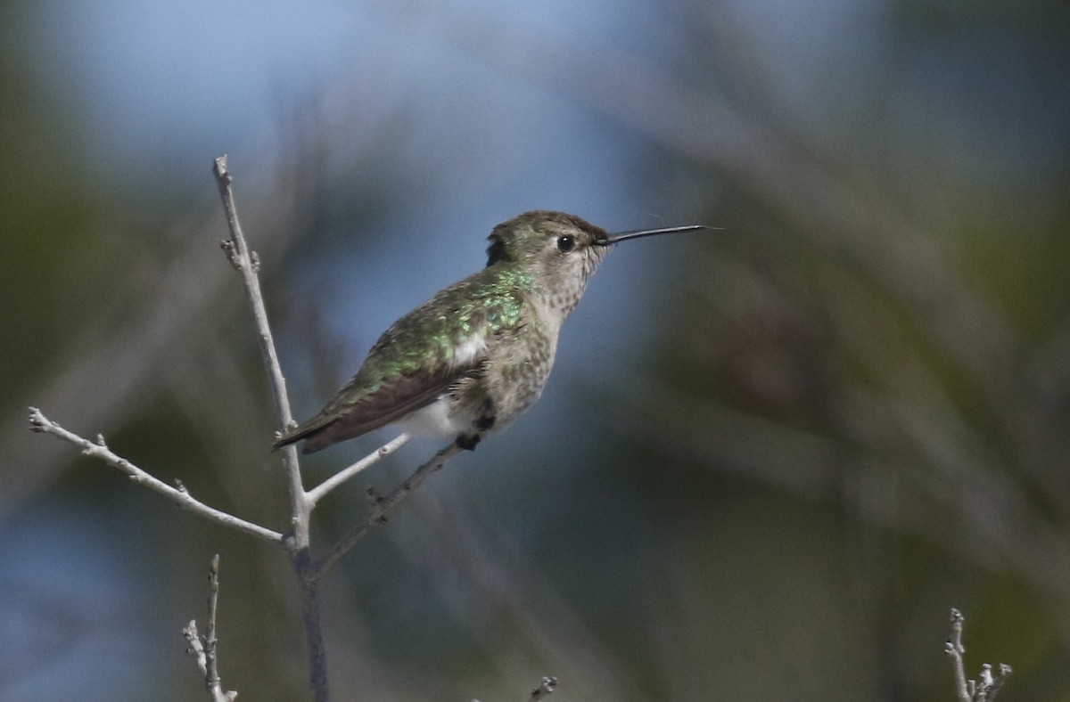 Black-chinned x Anna's Hummingbird (hybrid) - Laura Keene