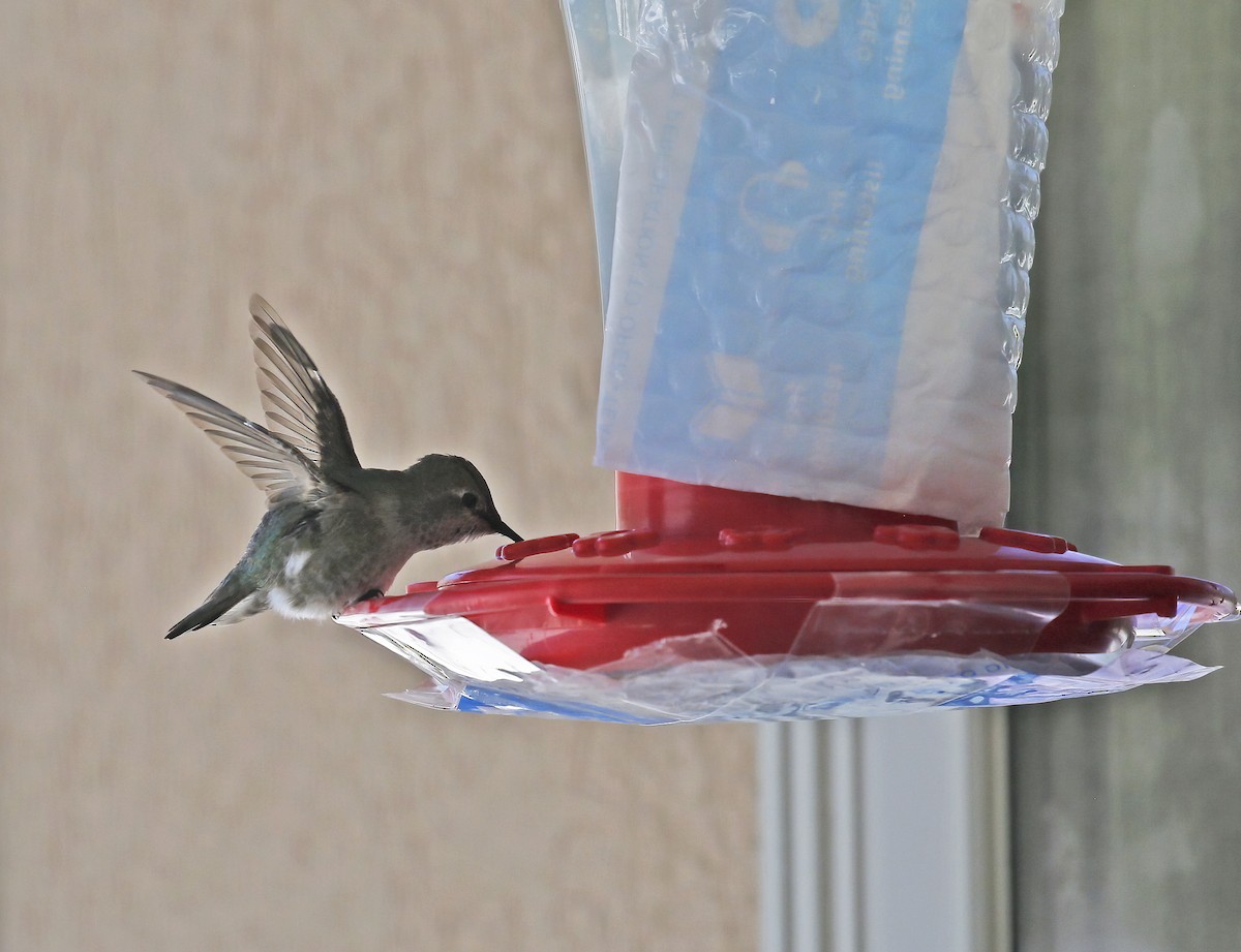Black-chinned x Anna's Hummingbird (hybrid) - ML312688171