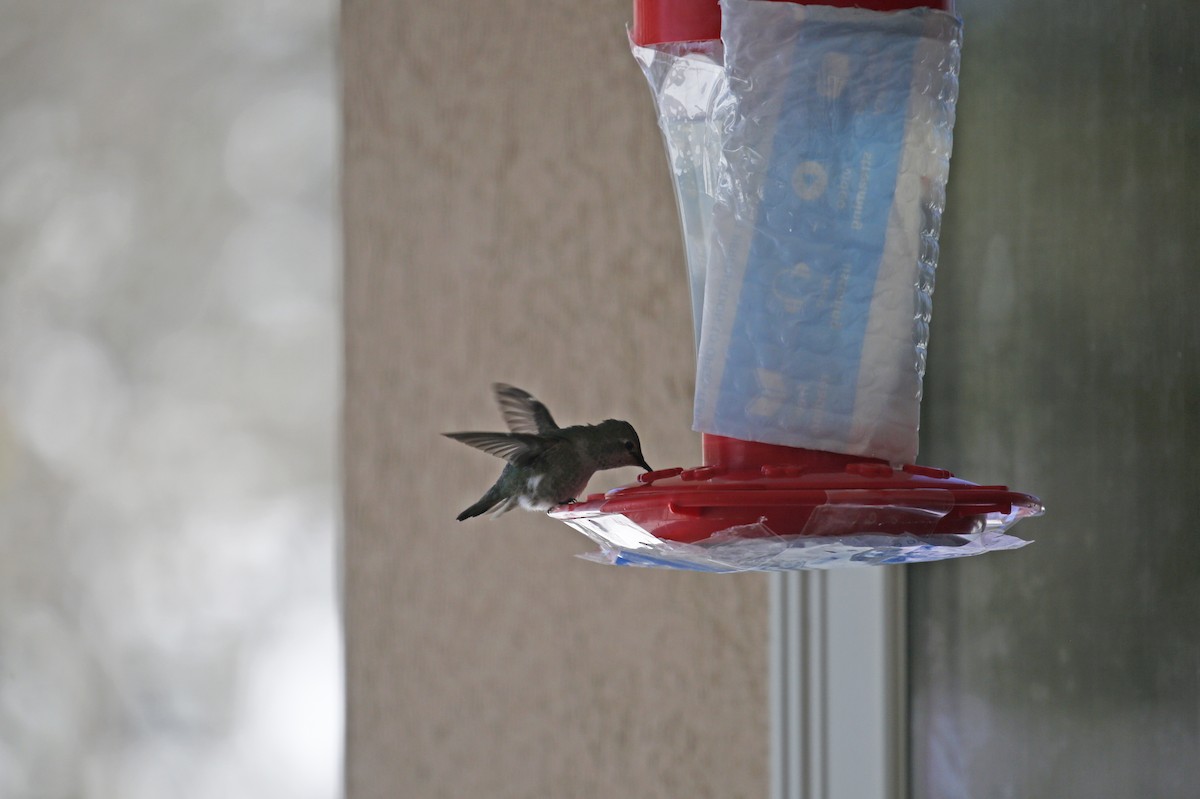Black-chinned x Anna's Hummingbird (hybrid) - ML312689141