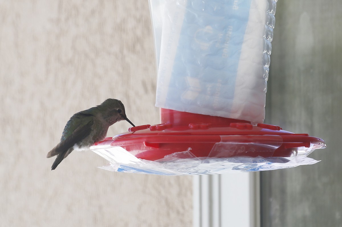 Black-chinned x Anna's Hummingbird (hybrid) - ML312689151