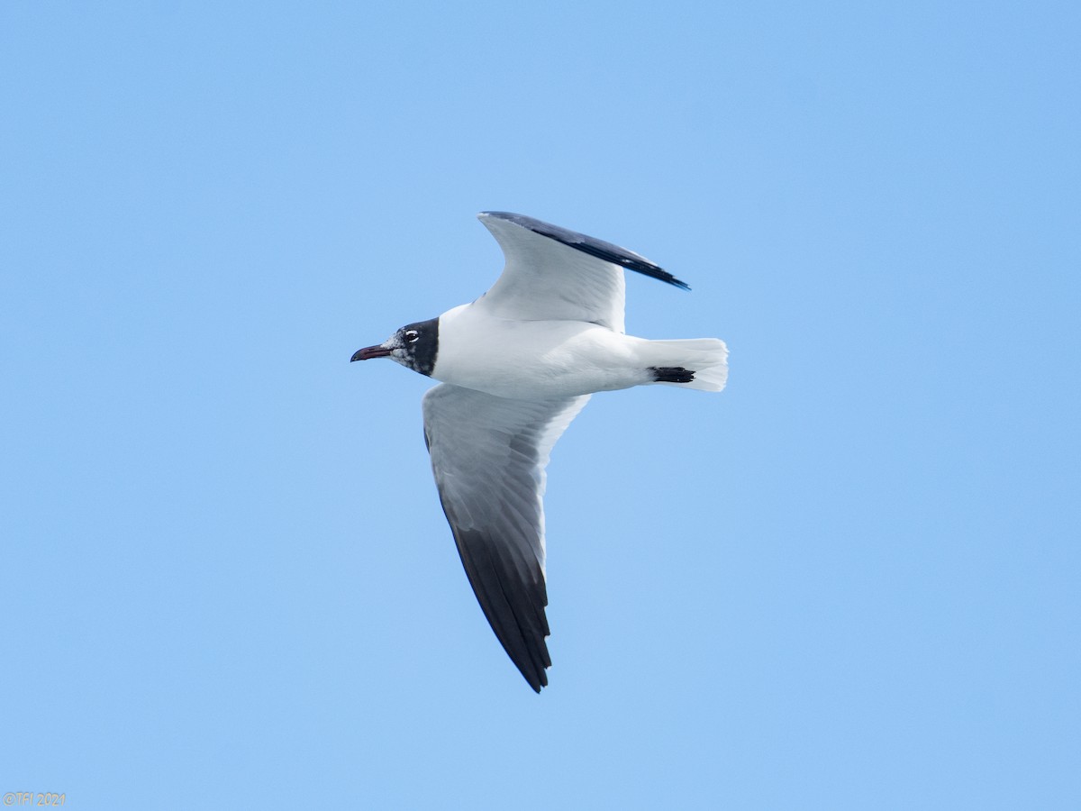 Laughing Gull - T I