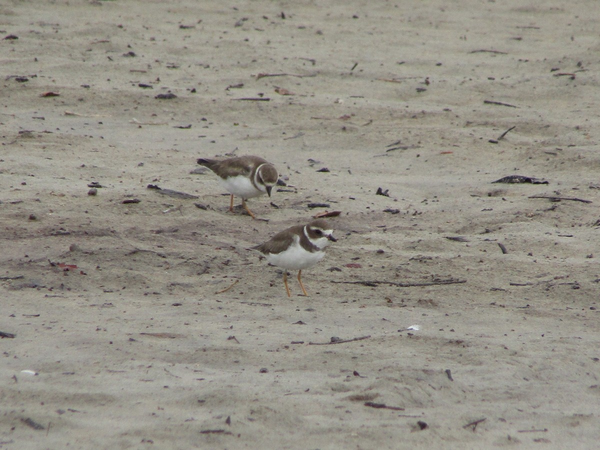 Semipalmated Plover - ML312697221