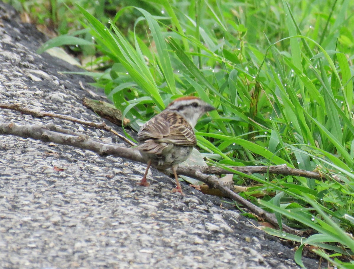 Chipping Sparrow - ML31269961