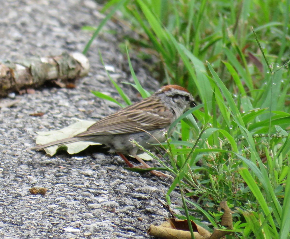 Chipping Sparrow - ML31269971