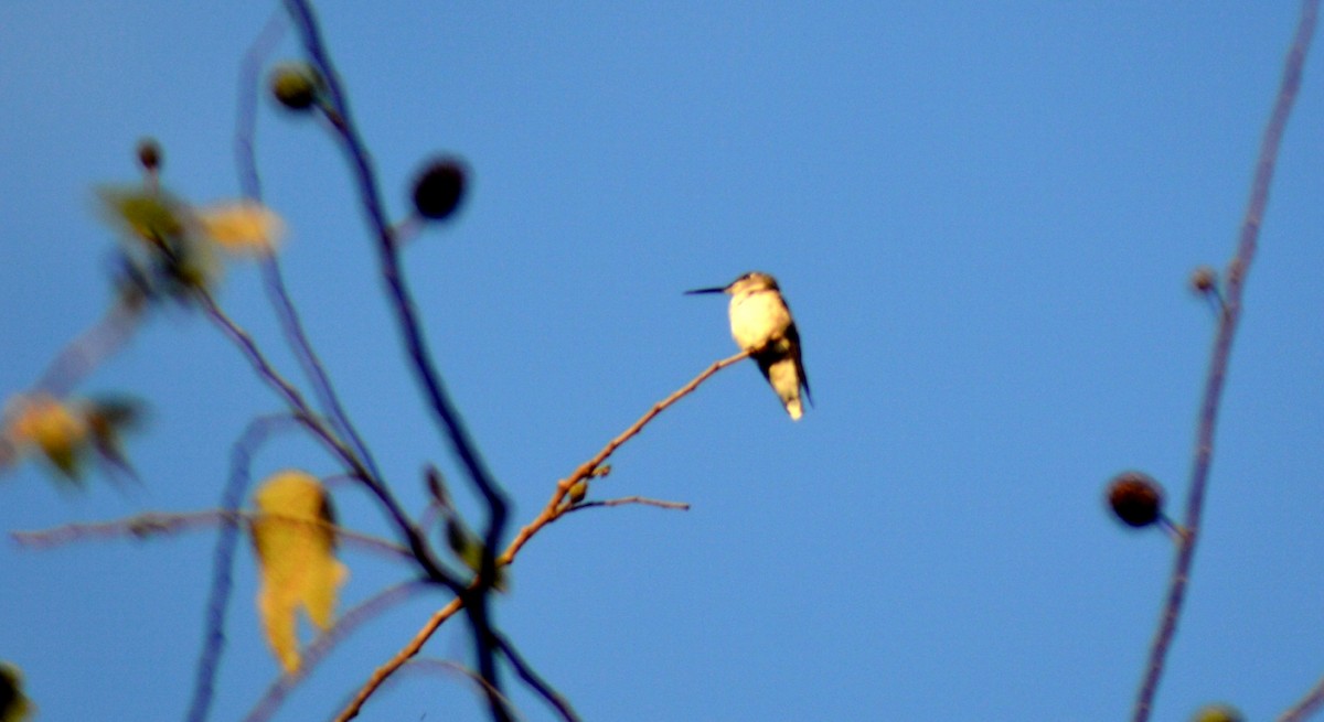 Ruby-throated Hummingbird - Rene Salvador Mena Guzman