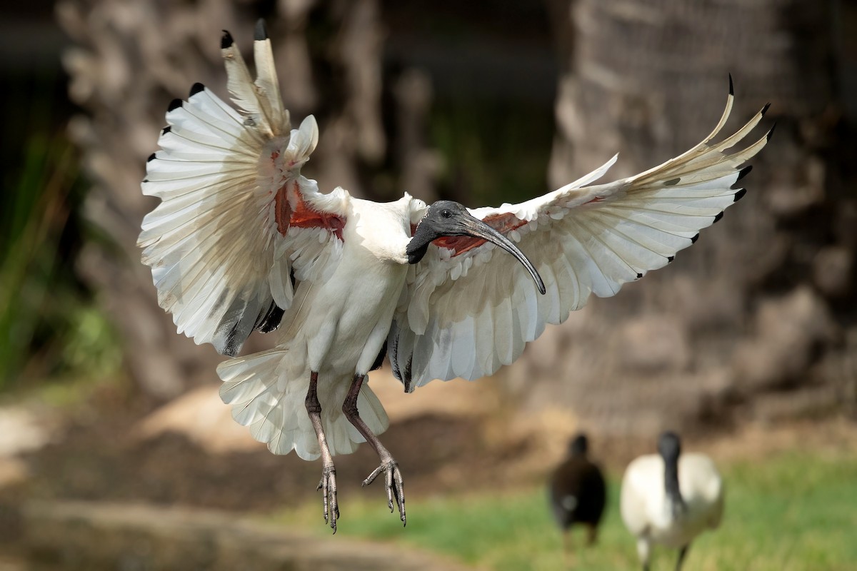 ibis australský - ML312705141