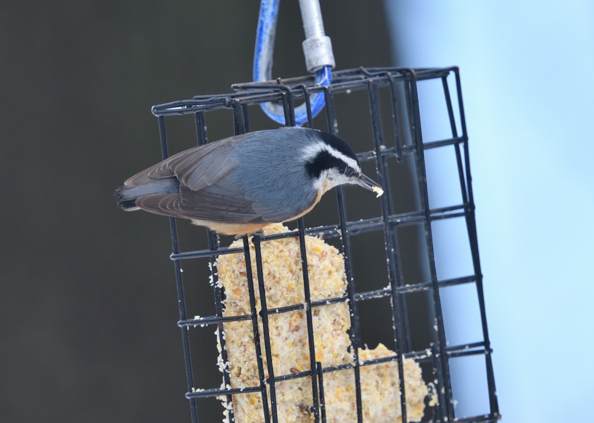 Red-breasted Nuthatch - ML312718991