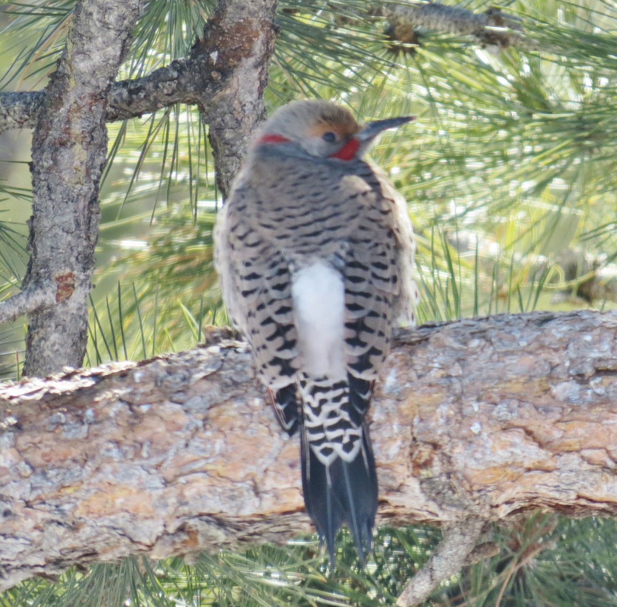 Ebird Checklist 28 Feb 2021 4016 Otter Rd 18 Species 5 Other Taxa