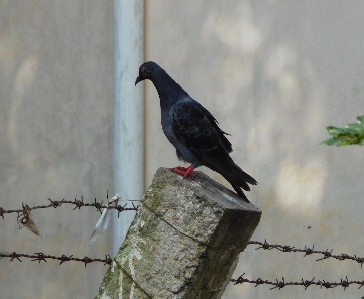 Rock Pigeon (Feral Pigeon) - Tanya Seshadri