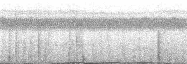 holub pásochvostý - ML312725531