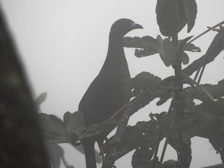 Sickle-winged Guan, ML312730801