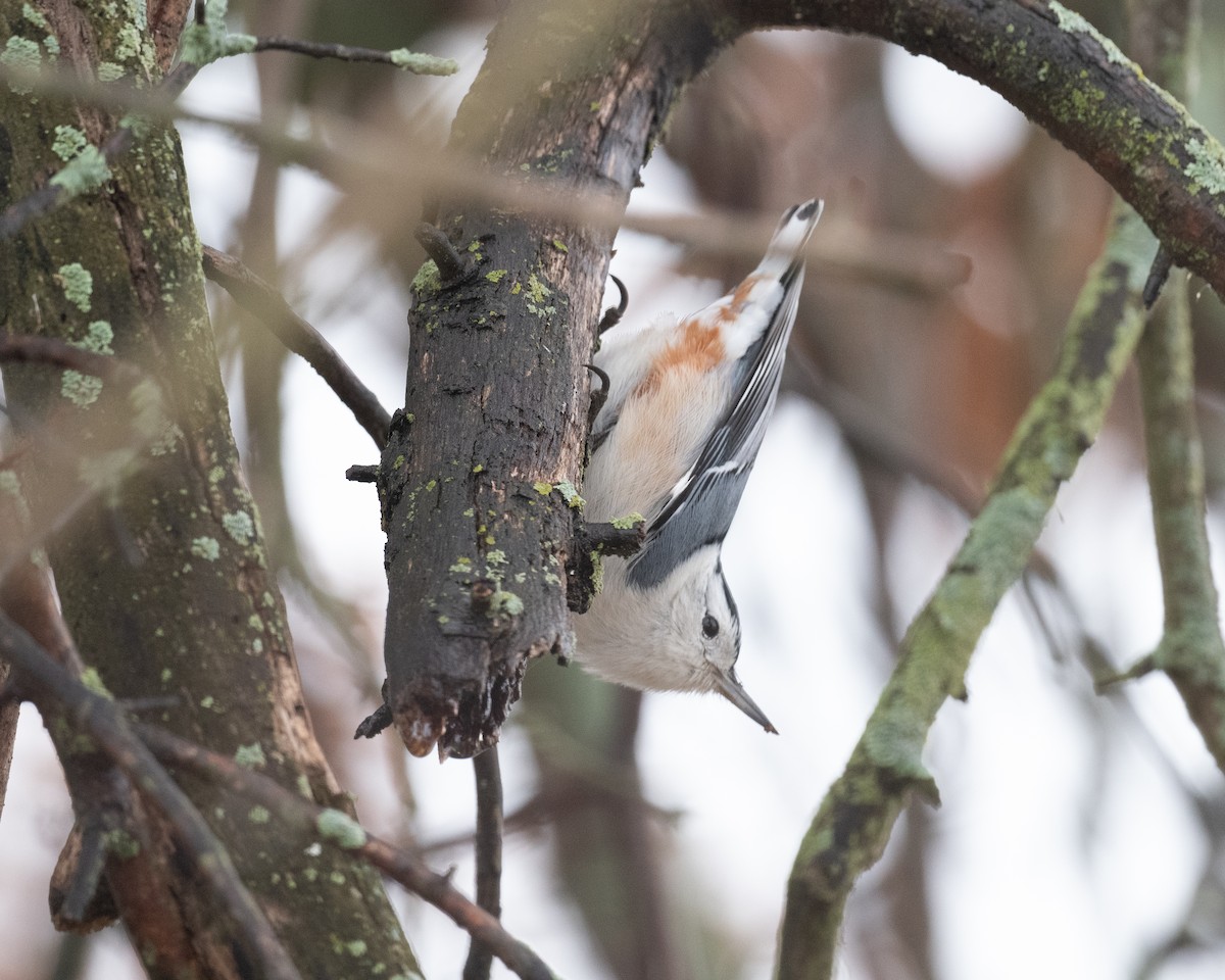 White-breasted Nuthatch - ML312732921