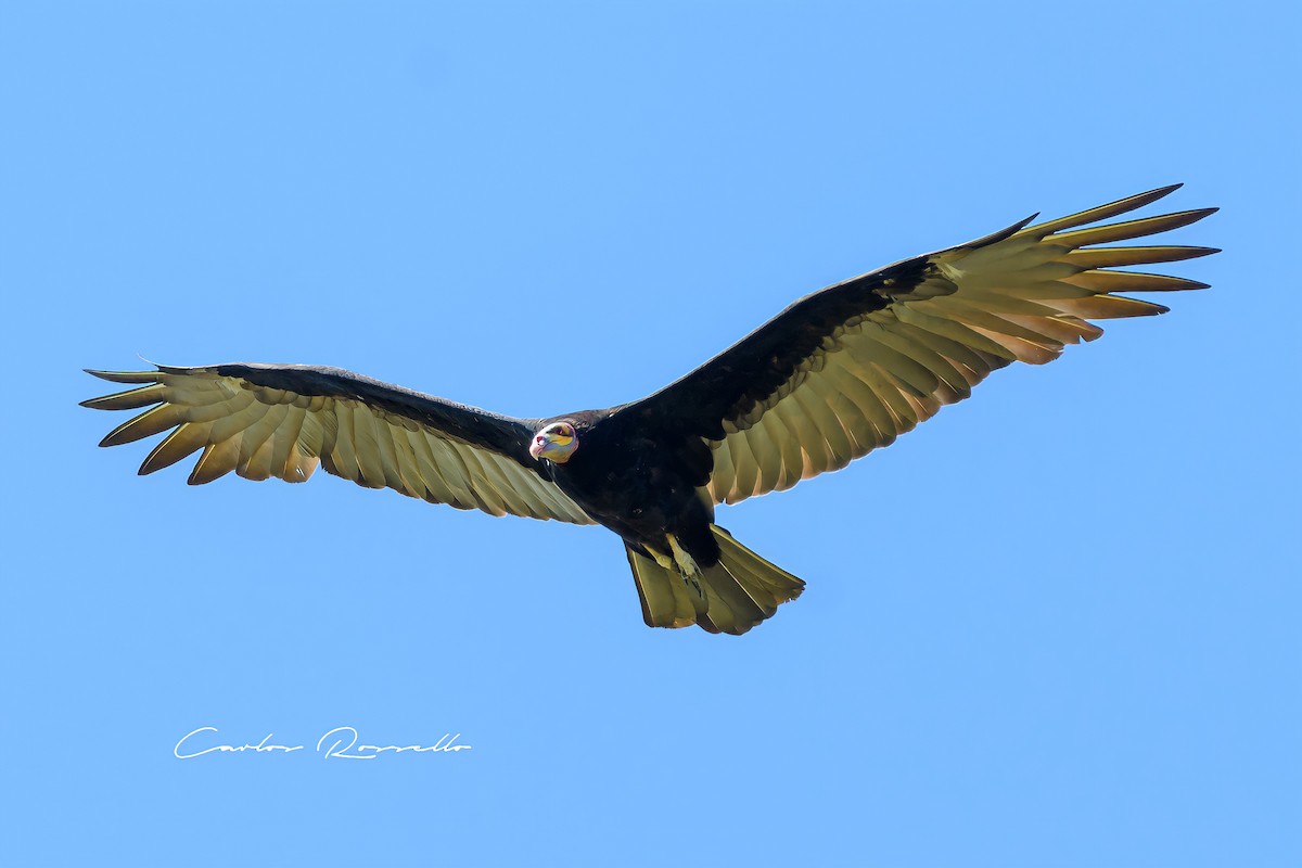 Lesser Yellow-headed Vulture - ML312744951