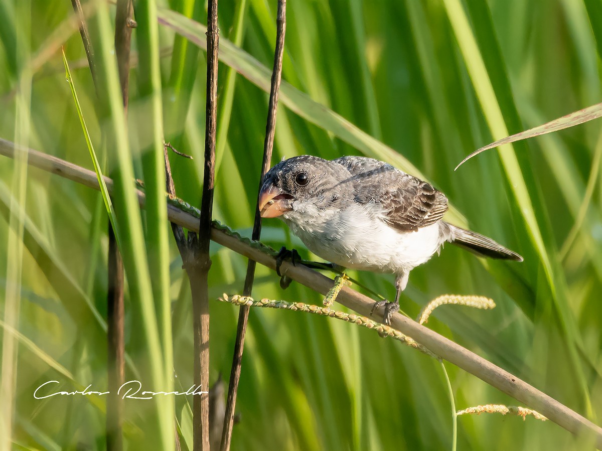 White-bellied Seedeater - Carlos Rossello