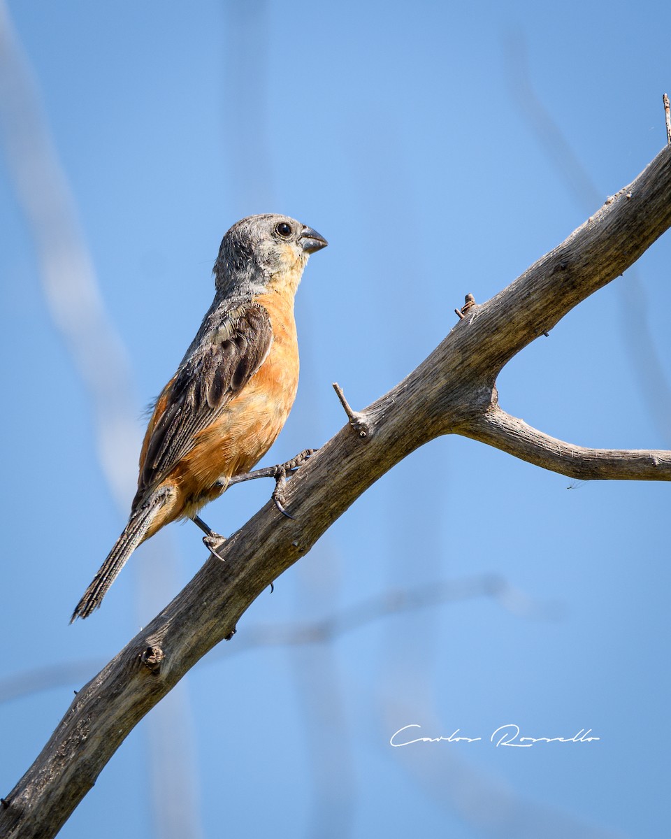 Tawny-bellied Seedeater - Carlos Rossello