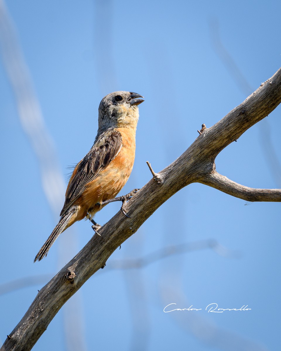 Tawny-bellied Seedeater - ML312748331