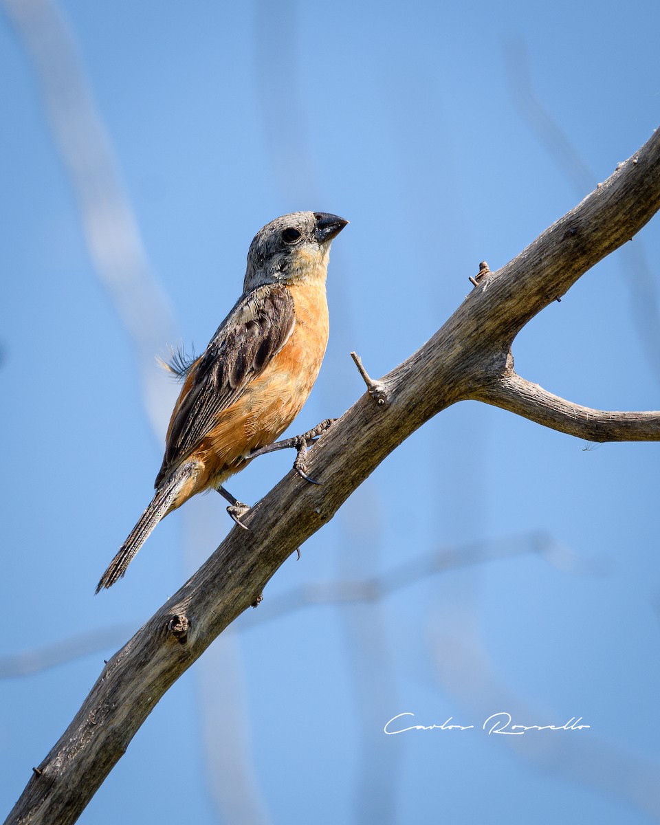 Tawny-bellied Seedeater - ML312748451