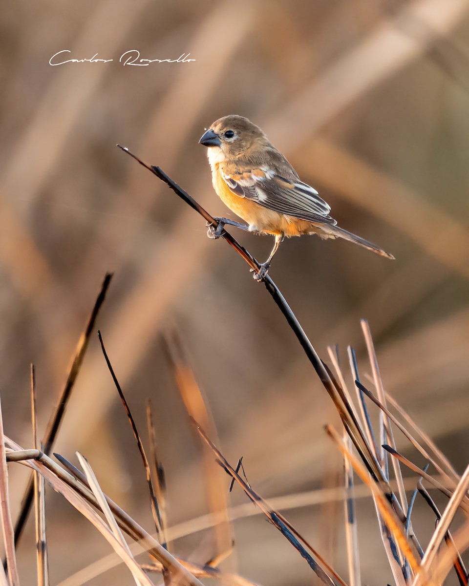 Rusty-collared Seedeater - ML312748511