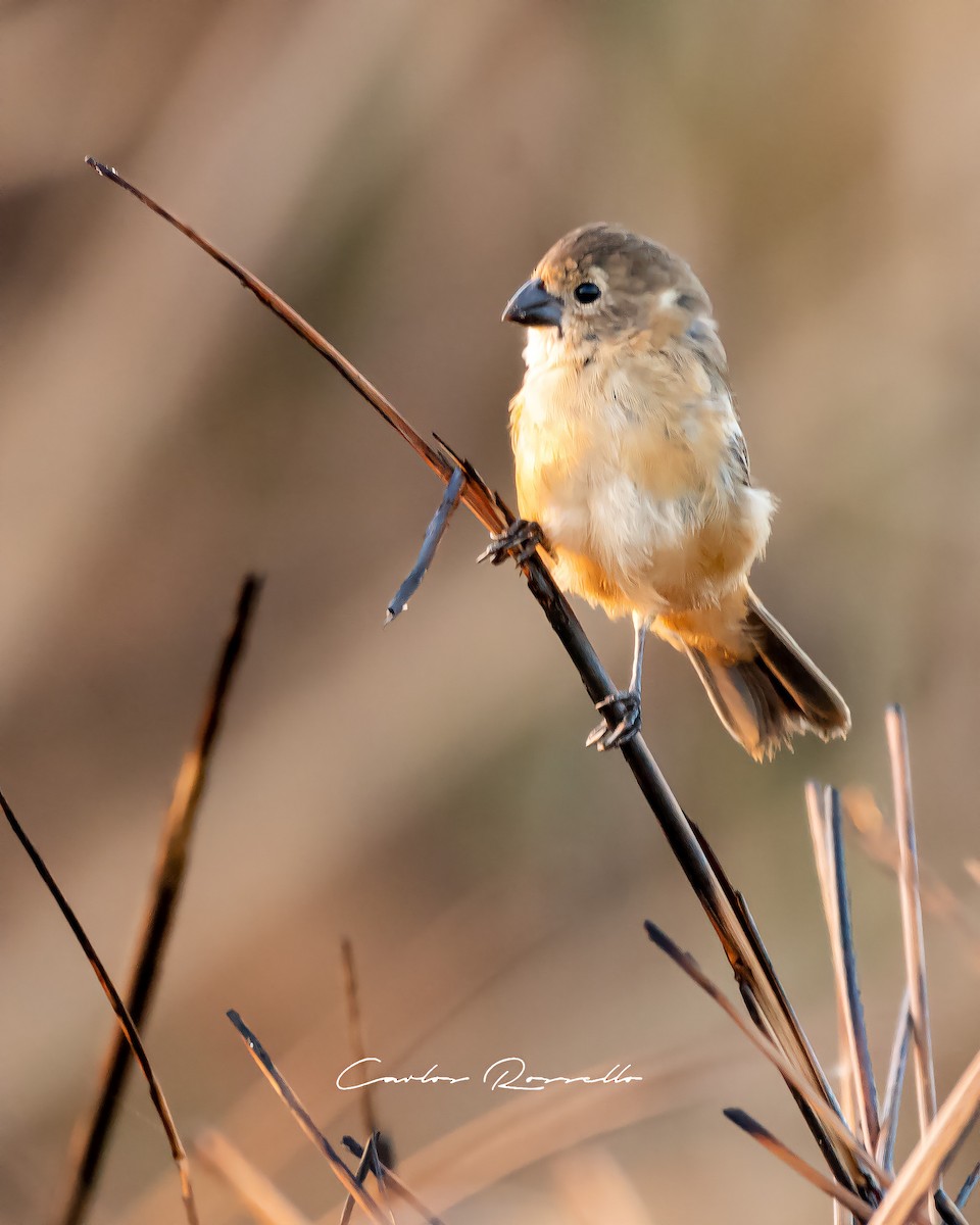 Rusty-collared Seedeater - ML312748571