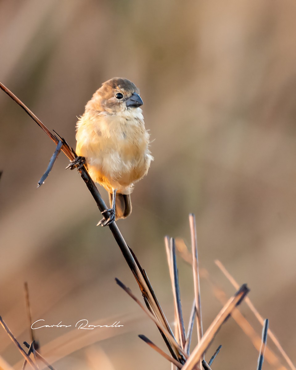Rusty-collared Seedeater - ML312748681