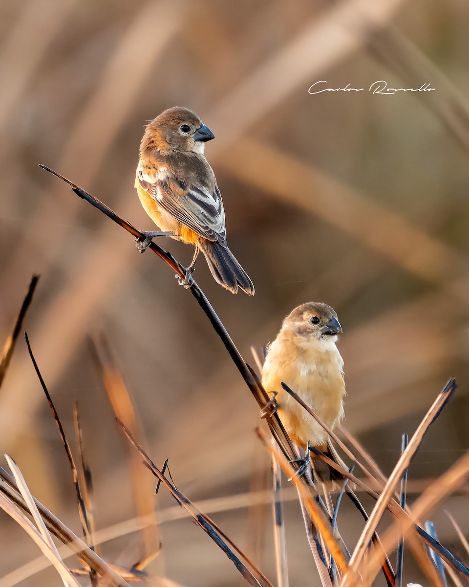 Rusty-collared Seedeater - ML312748871