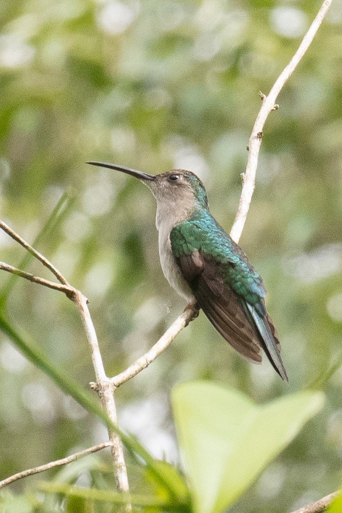 Wedge-tailed Sabrewing (Long-tailed) - ML312749471