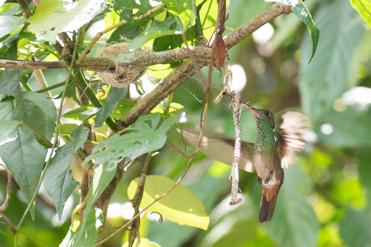 Rufous-tailed Hummingbird - ML312750401