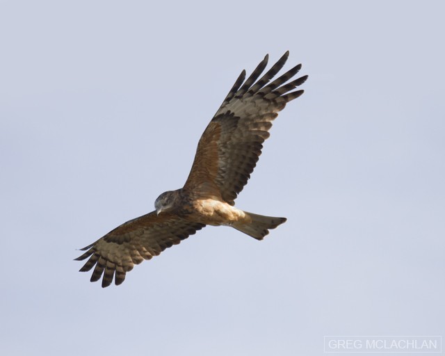 Square-tailed Kite - Greg McLachlan