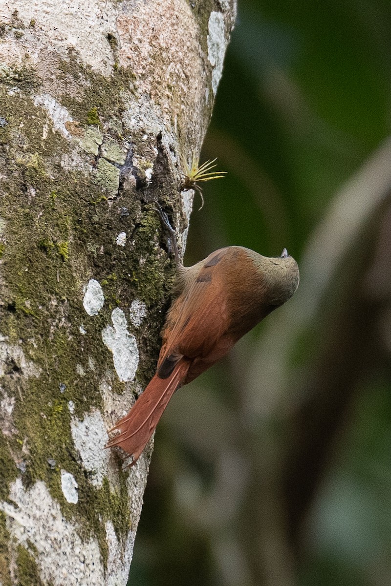 Olivaceous Woodcreeper - Warren Whaley