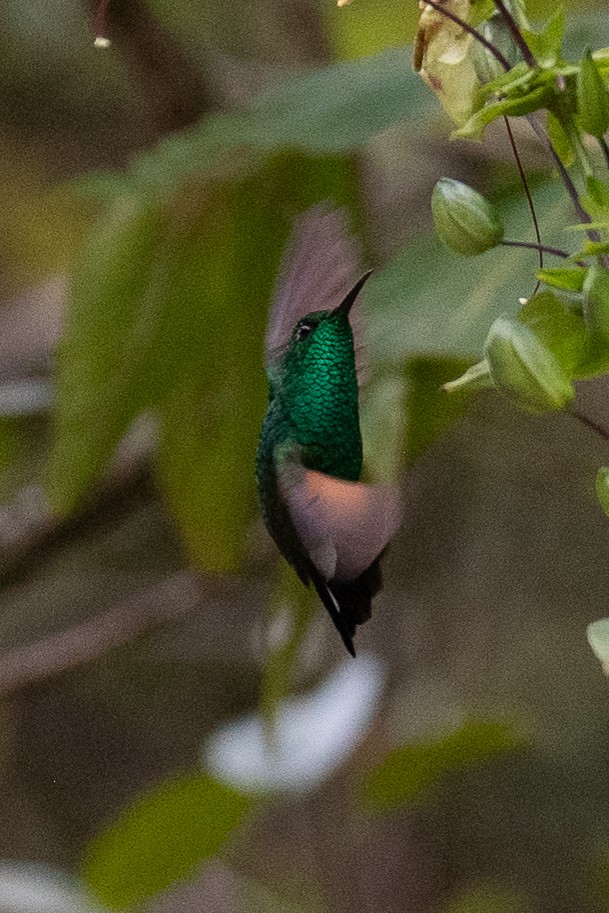Stripe-tailed Hummingbird - Warren Whaley
