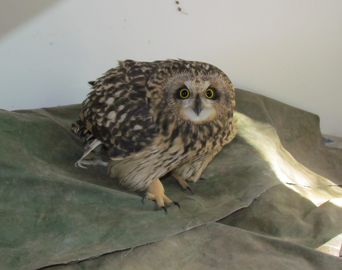 Short-eared Owl - Tom Beeke