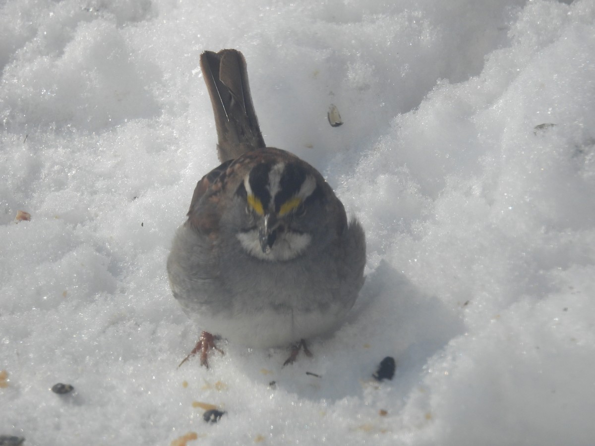 White-throated Sparrow - ML312757141