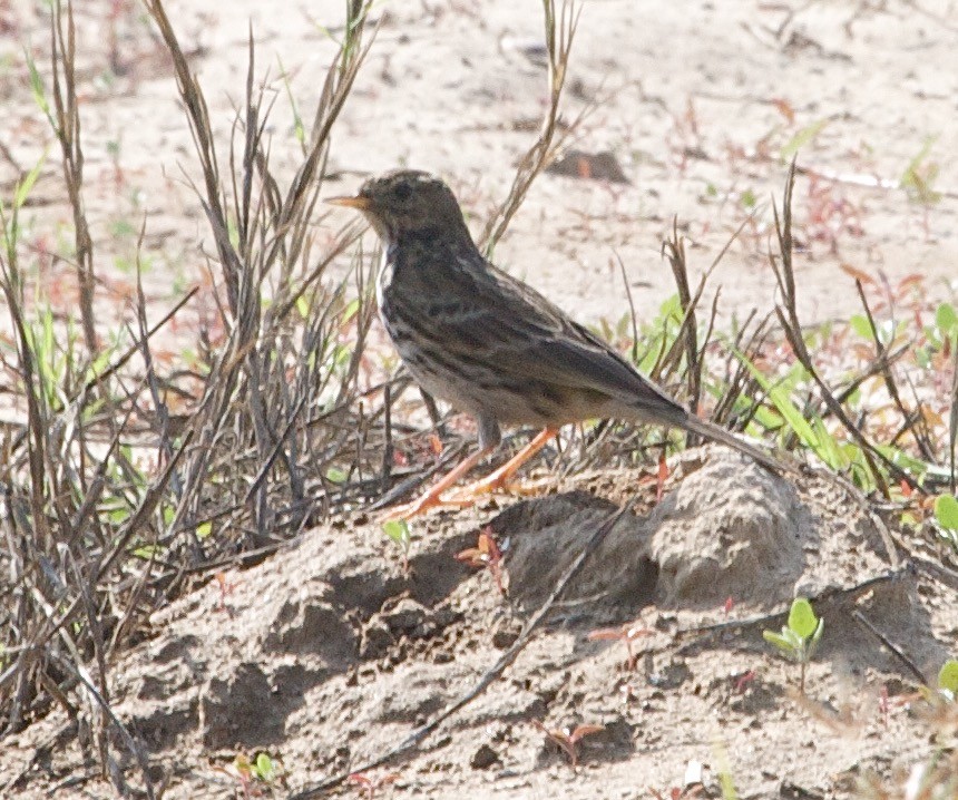 Red-throated Pipit - Karl Overman