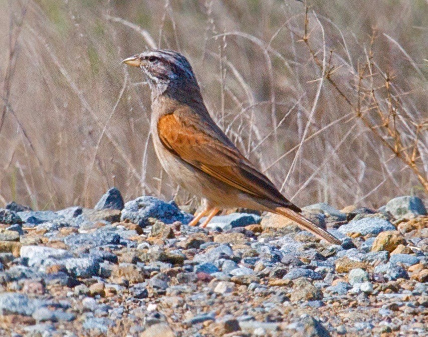 Striolated Bunting - ML31275741
