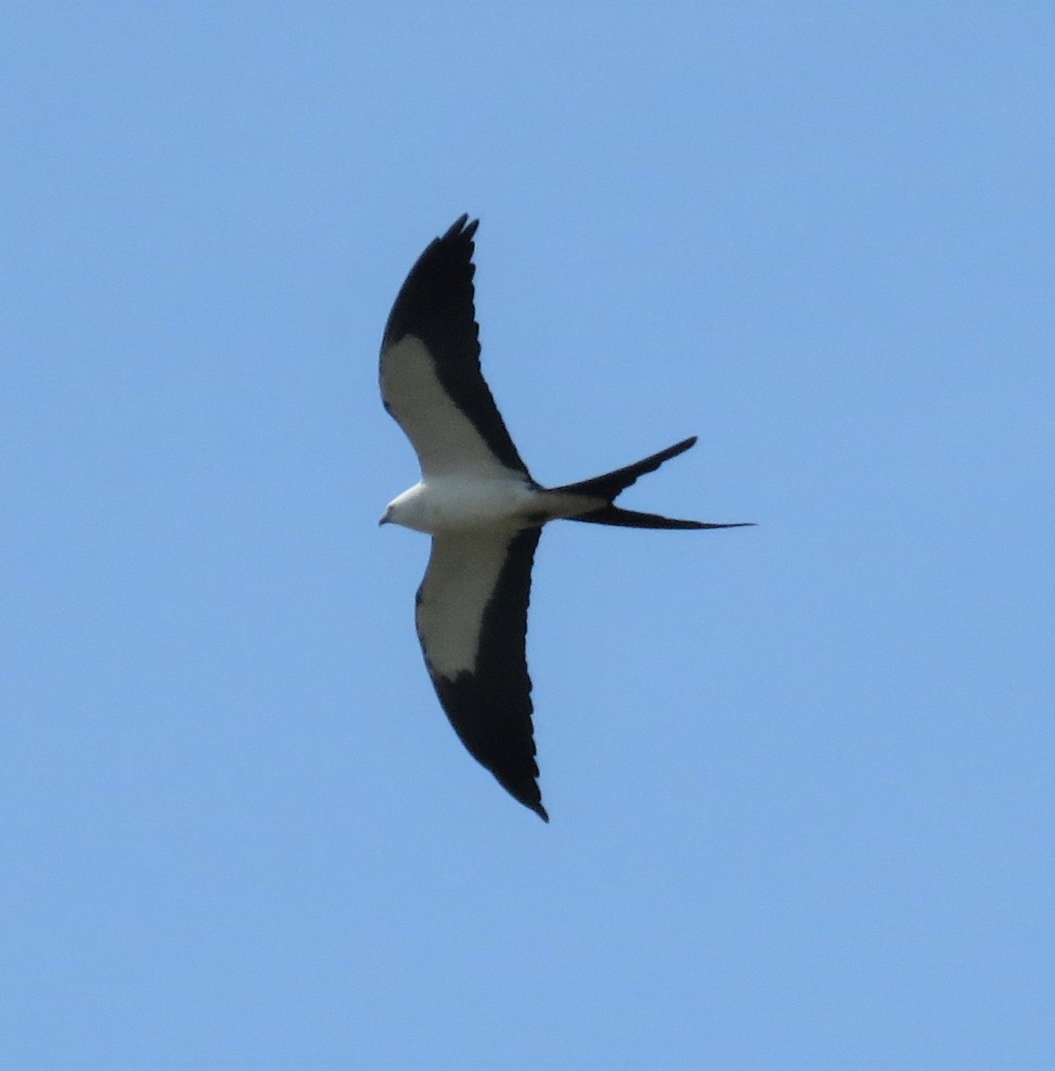 Swallow-tailed Kite - ML312758031