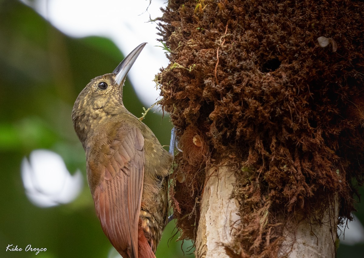 Spotted Woodcreeper - ML312763061