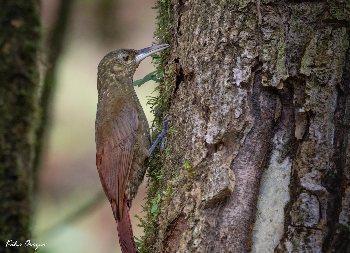 Spotted Woodcreeper - ML312763091