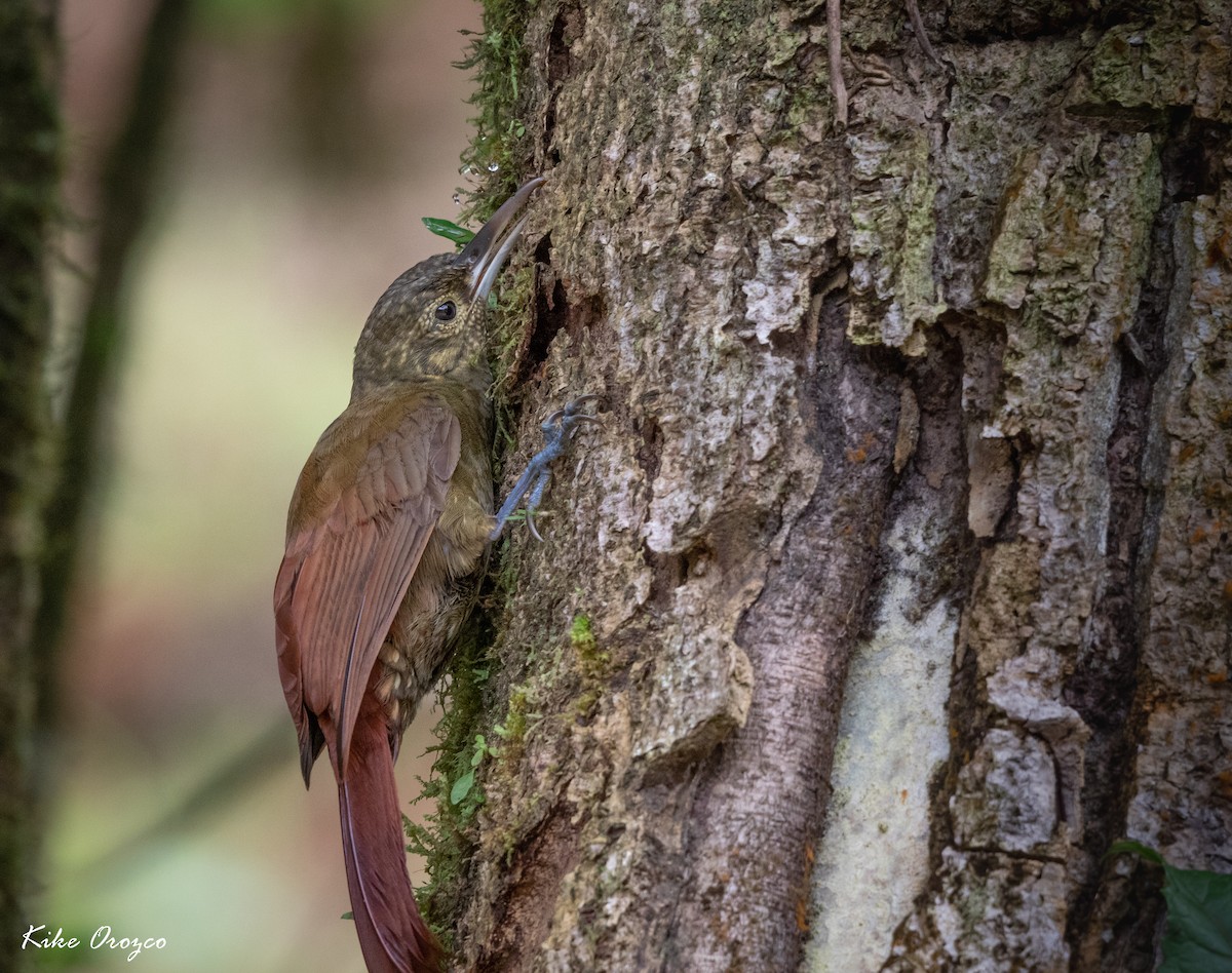 Spotted Woodcreeper - ML312763621