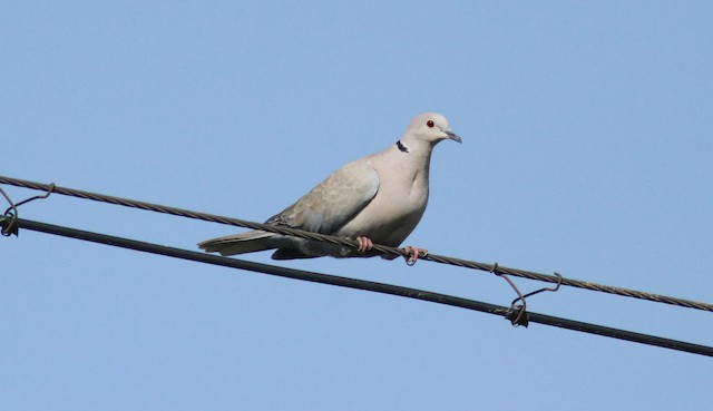 Eurasian Collared-Dove exists around the Bohai Gulf from China into northernmost North Korea; Liaoning, China. - Eurasian Collared-Dove - 