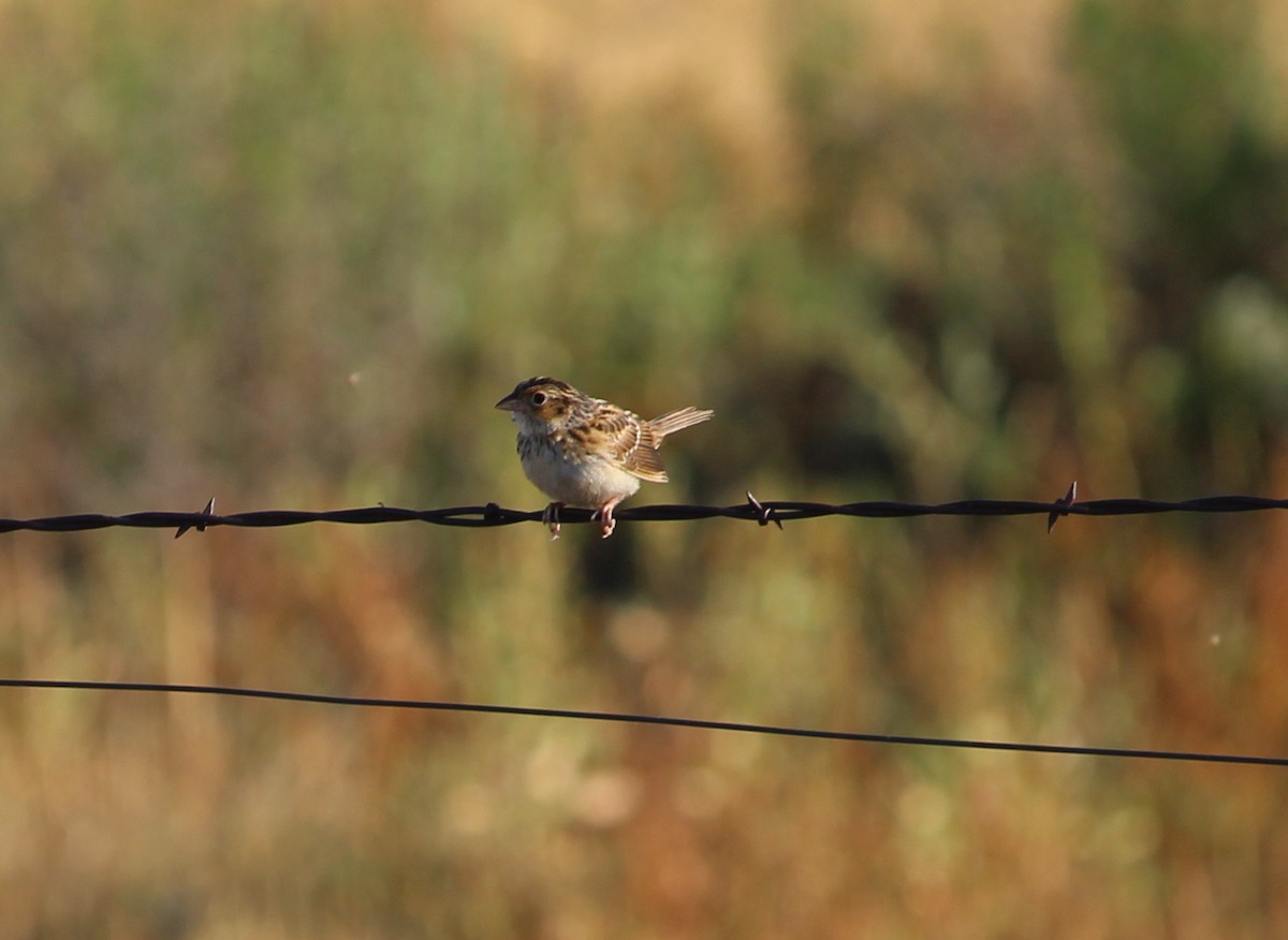Grasshopper Sparrow - ML31276681