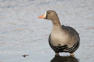 Greater White-fronted Goose, ML312768981