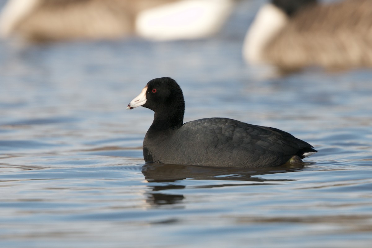 American Coot - Andy Wilson