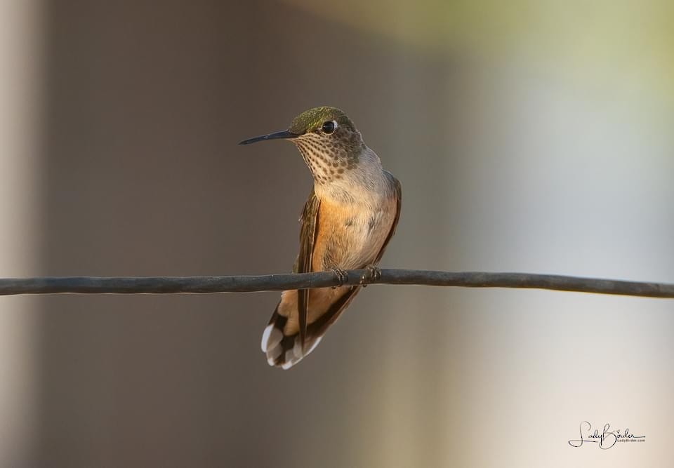 Broad-tailed Hummingbird - ML312769551