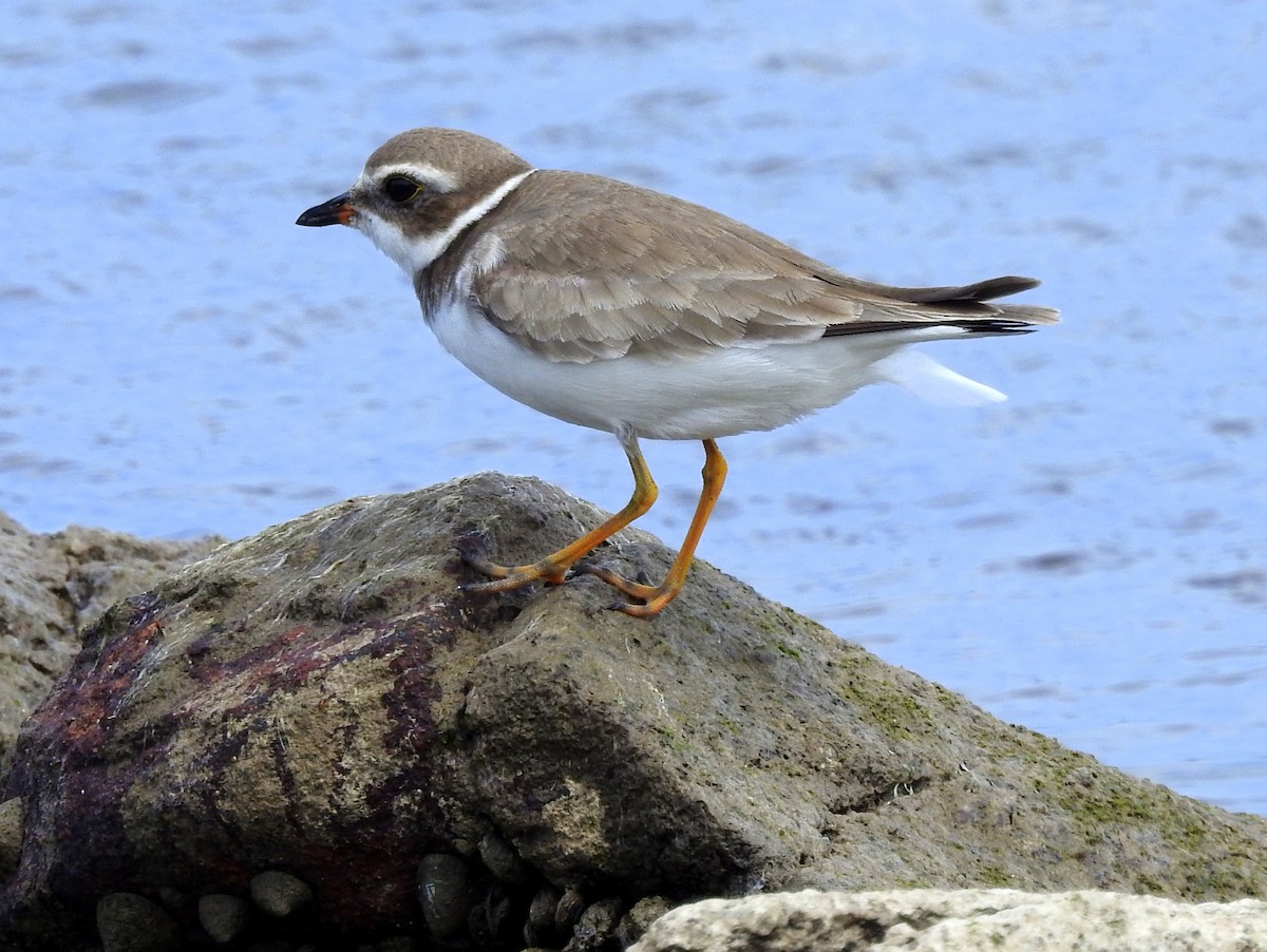 Semipalmated Plover - Carlos Crocce