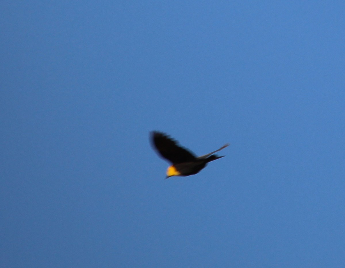 Yellow-headed Blackbird - ML31276971