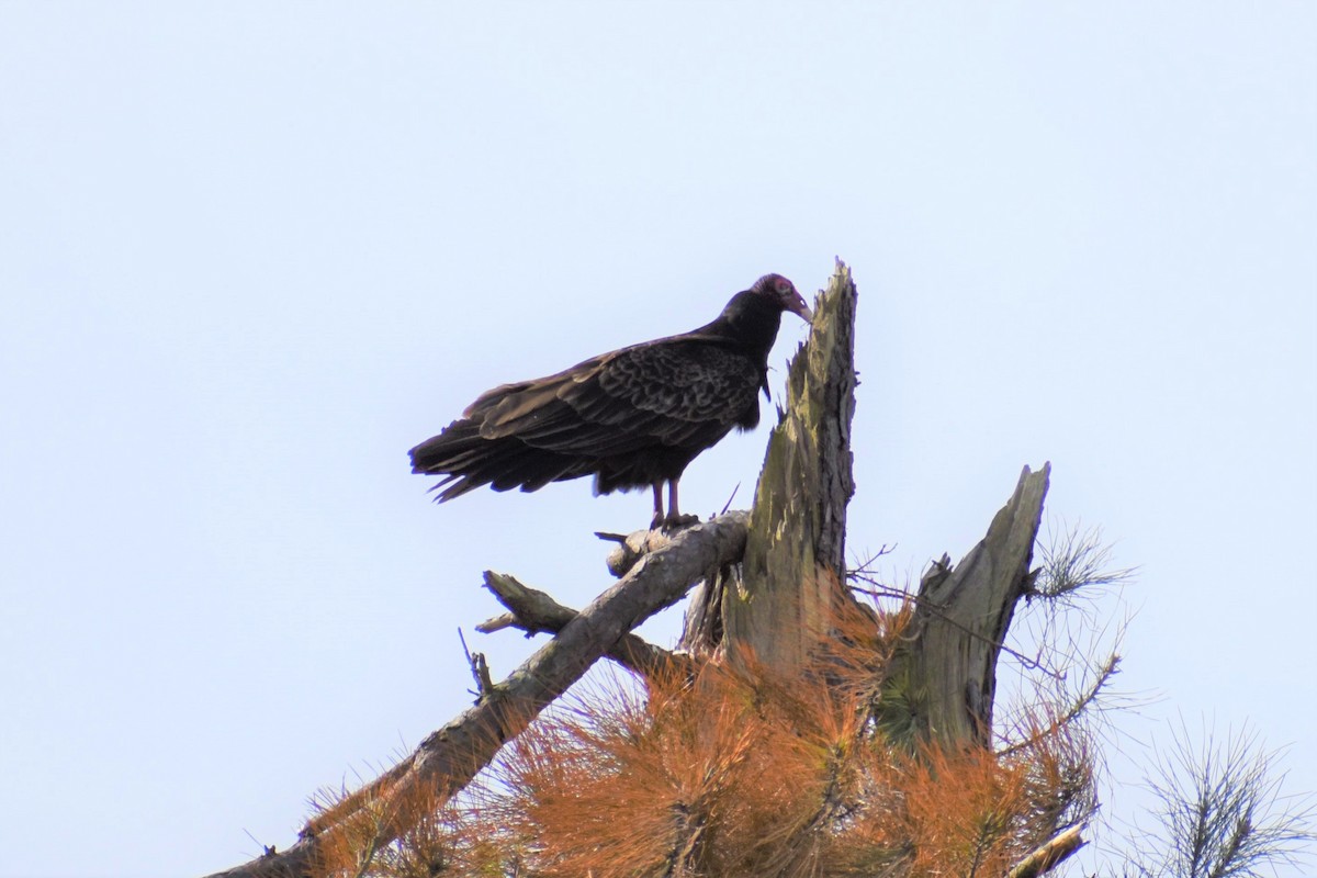 Black Vulture - stephen pattee